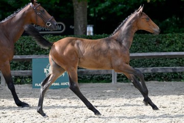 paard-1707-20230630-pf33694.jpg