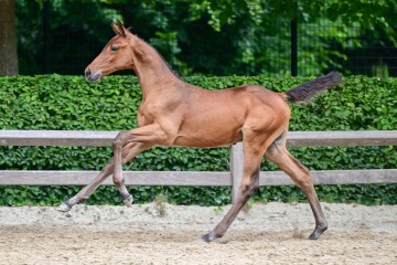 paard-173.jpg