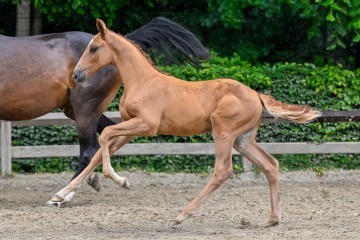 paard-18-2025-05-24-372856-chantilly-galop.jpg