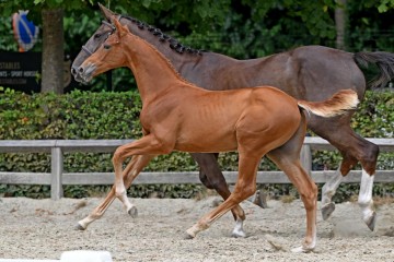 paard-187262.jpg