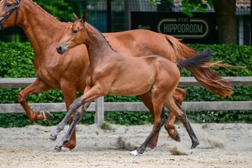 paard-189.jpg