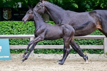 paard-193.jpg