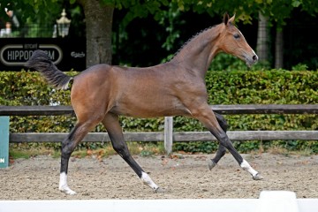 paard-198461.jpg