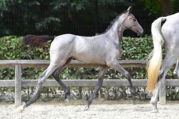 paard-20180807-ga60426.jpg