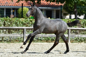 paard-20180807-ga69112.jpg