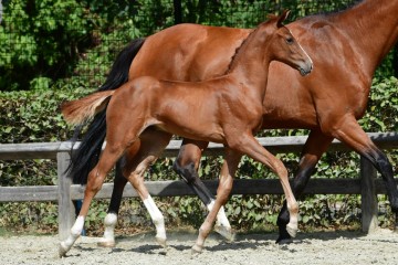 paard-20180807-ga69236.jpg