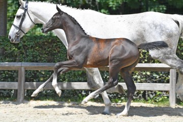 paard-20200711-ga62246.jpg