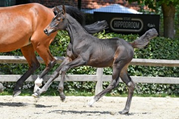 paard-20200711-ga62393.jpg