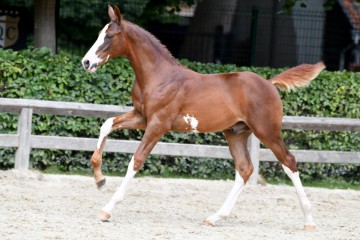 paard-20200711-ga62567.jpg