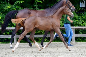 paard-20210710-ga62558.jpg