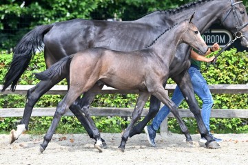 paard-20210821-ga70016.jpg