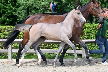 paard-20210821-ga70211.jpg