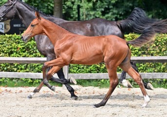 paard-20210821-ga70318.jpg