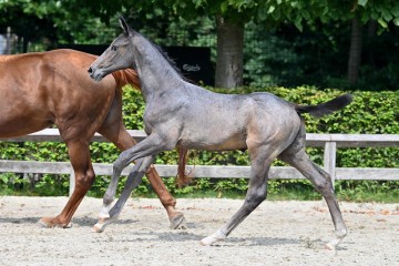 paard-20210821-ga70400.jpg
