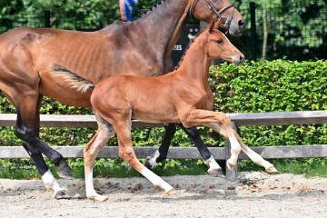 paard-20210821-ga70454.jpg