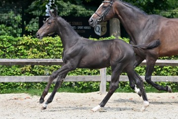 paard-20210821-ga70494.jpg