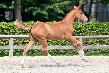 paard-20210821-ga70546.jpg