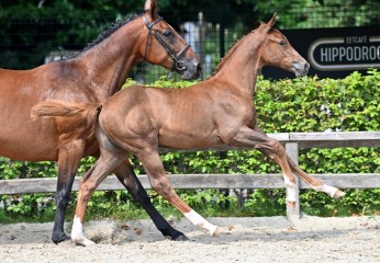 paard-20210821-ga70626.jpg