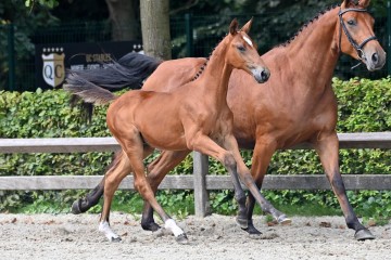 paard-20210821-ga70715.jpg