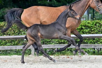 paard-20210821-ga70802.jpg