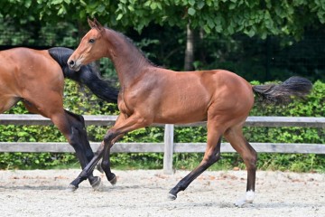 paard-20210821-ga70963.jpg