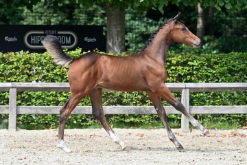 paard-20210821-ga70997.jpg
