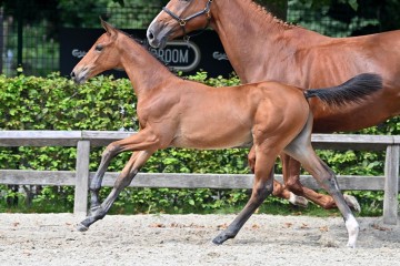 paard-20210821-ga71099.jpg