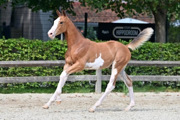 paard-20210821-ga71159.jpg