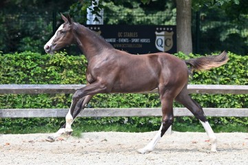 paard-20210821-ga71235.jpg