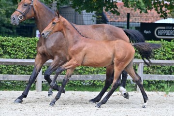 paard-20210821-ga71279.jpg
