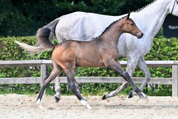 paard-20210821-ga71343.jpg