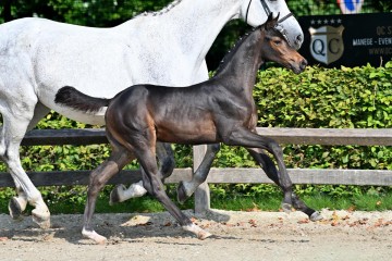 paard-20210821-ga78908.jpg