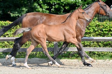 paard-20210821-ga78987.jpg