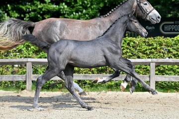 paard-20210821-ga79010.jpg