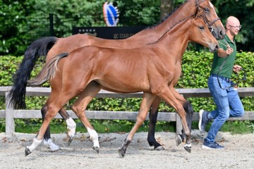 paard-20210821-ga79067.jpg