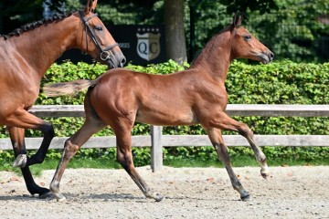paard-20210821-ga79200.jpg