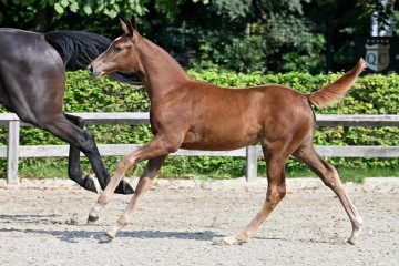 paard-20210821-ga79258.jpg
