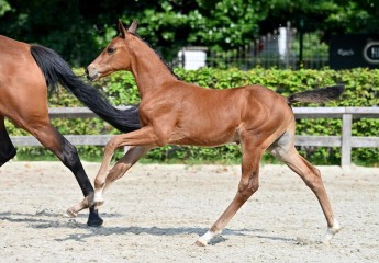 paard-20210821-ga79340.jpg