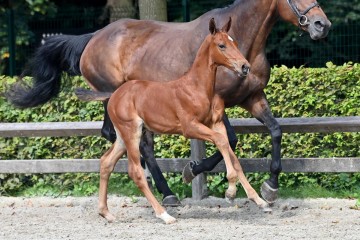 paard-20210821-ga79491.jpg