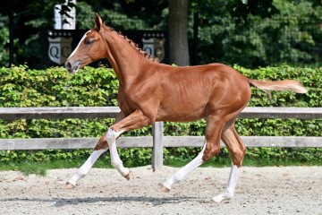 paard-20210821-ga79573.jpg