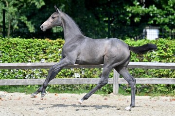 paard-20210821-ga79632.jpg
