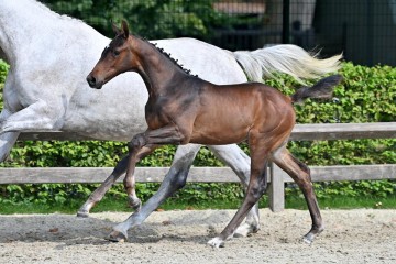 paard-20210821-ga79673.jpg