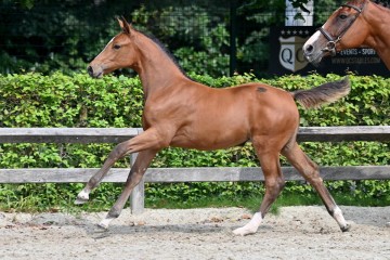 paard-20210821-ga79797.jpg