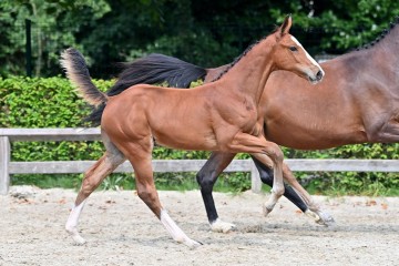 paard-20210821-ga79963.jpg