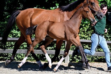 paard-20220702-pf23114.jpg