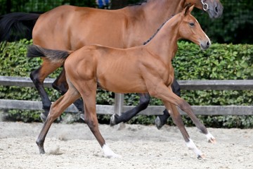 paard-20220727-pf20100.jpg