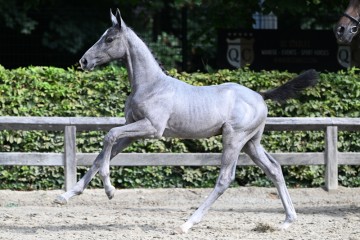 paard-20220727-pf27734.jpg