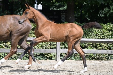 paard-20220727-pf28423.jpg