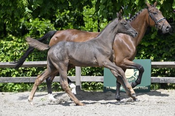 paard-20230527-pf28344.jpg