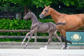 paard-2024-05-23-171467.jpg